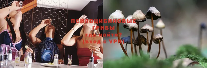 Псилоцибиновые грибы Psilocybe  Дмитров 